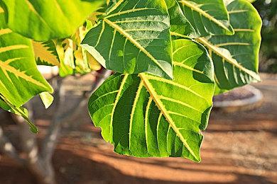 任天堂公布《猎天使魔女3》7分钟动作介绍视频